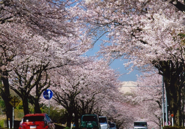 はだの桜みち